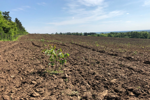 Ореховый сад в Киевской области